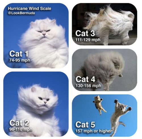 storm-cats.png