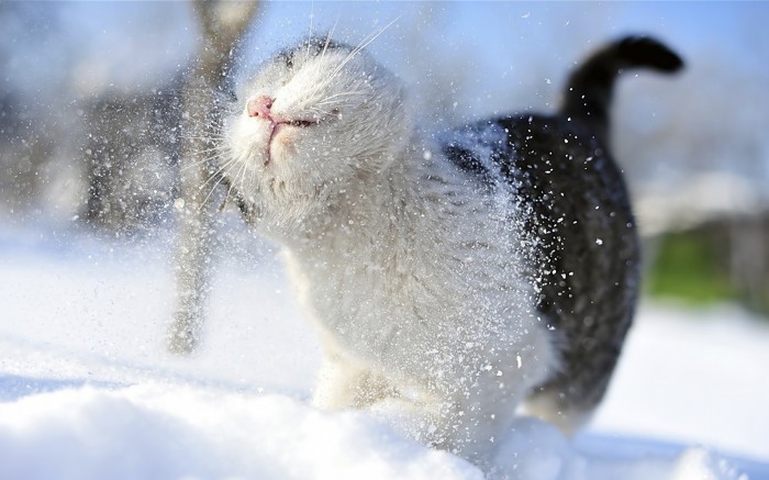 http://img.myconfinedspace.com/wp-content/uploads/tdomf/193780/snowy-700x437.jpg